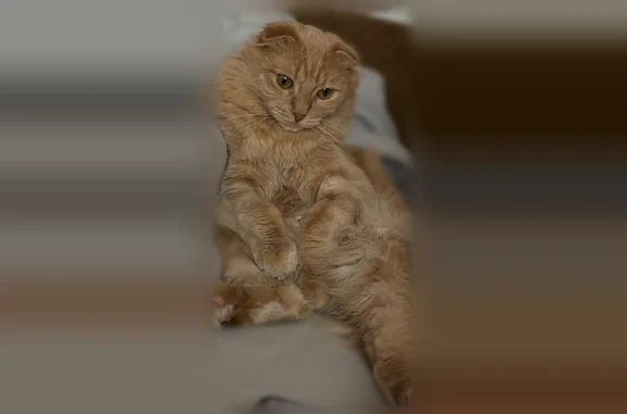 Пропала кошка, Медовая, д. 18, Тюмень — молодой пушистый кот, хвост кривой - photo