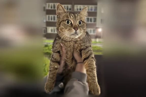 Объявления о пропавших и найденных животных, Невельск, фото: Найдена кошка, Невельск, Железнодорожная, Невельск — с синим ошейником от блох