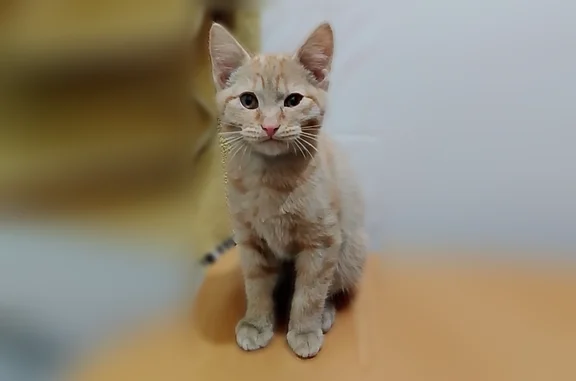 Пропала кошка, Красноярск, Кольцевая, д. 22 — котёнок, 6 месяцев, рыжий окрас - photo