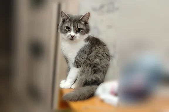 Пропала кошка, Рязань, Стройкова, д. 67 — боится людей, шипит - photo