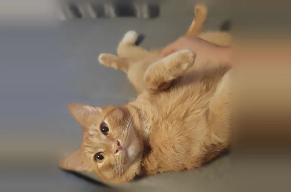 Пропала кошка, Район Демский (г Уфа), Таллинская, д. 23, Демский сельсовет — рыжий кот, кастрированный - photo