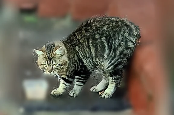 Найдена кошка, Железнодорожный, фото: Найдена кошка, Микрорайон Железнодорожный (г Балашиха), Юбилейная, д. 14А, Железнодорожный — явно домашняя, породистая