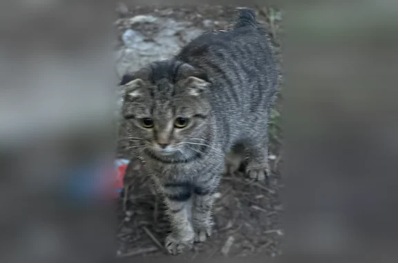 Найдена кошка, Иркутск, фото: Найдена кошка, Иркутск, Киренская, Иркутск — подросший котёнок, очень ласковая