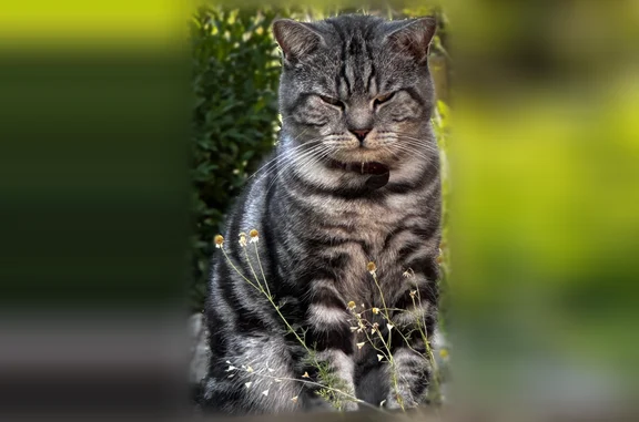Объявления о пропавших и найденных животных, Городище, фото: Пропала кошка, Рабочий поселок Городище, Ворошилова, Городище — серый окрас, был в защитном воротнике