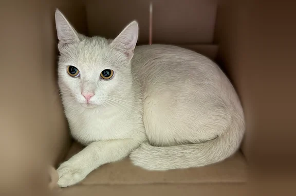 Найдена кошка, Кузьминки-2 Снт, фото: Найдена кошка, Район Кузьминки (г Москва), Волгоградский, д. 143 1, Кузьминки-2 Снт — белый окрас, очень ласковая
