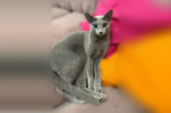 Пропала кошка, Видное, 1-ый, д. 2, Видное — русская-голубая - photo