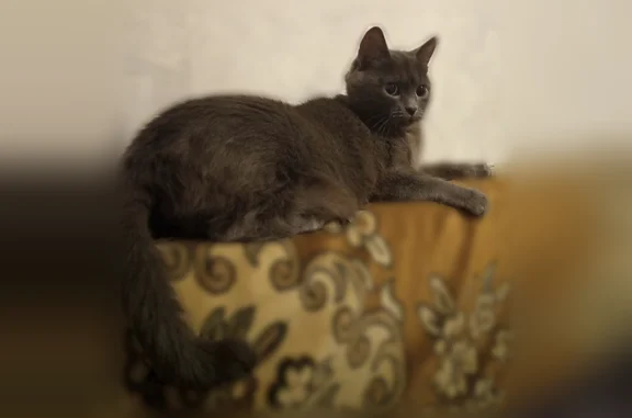 Пропала кошка, Новосибирск, Сухановская, д. 6 — серая, 6 лет - photo
