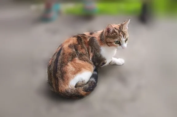 Найдена кошка, Хабаровск, фото: Найдена кошка, Хабаровск, Ворошилова, д. 21 — ласковая, трёхцветная, с зелёными глазами