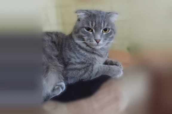 Пропала кошка, Рабочий поселок Теплая Гора, Промышленная, д. 42, Тёплая Гора — шотландский вислоухий, на передней лапе 2 сросшихся пальца - photo