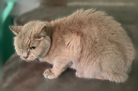Найдена кошка, Нижний Новгород, фото: Найдена кошка, Нижний Новгород, Родионова, д. 17 4 — сидит в 4 подъезде, очень напугана