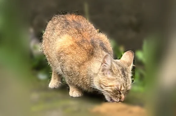 Найдена кошка, Петрозаводск, Ровио, д. 10 — котенок, подходит неуверенно - photo