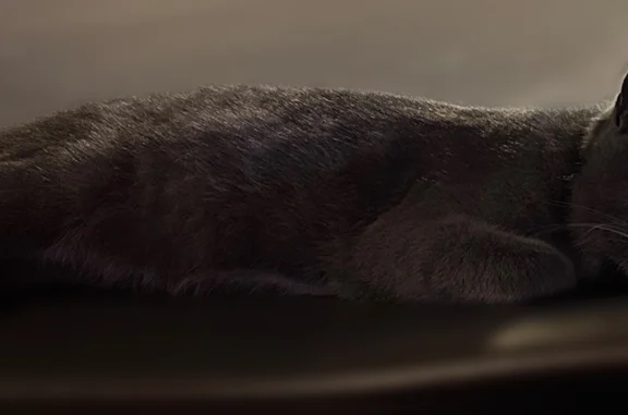 Найдена кошка, Свободный, фото: Найдена кошка, Свободный — серая, беременна, ласковая