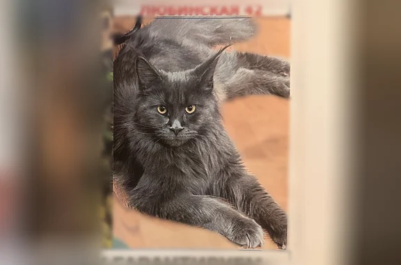 Пропала кошка, Округ Кировский (г Омск), 4-я Любинская, д. 42, Омск — тёмно-серая домашняя, может прятаться - photo