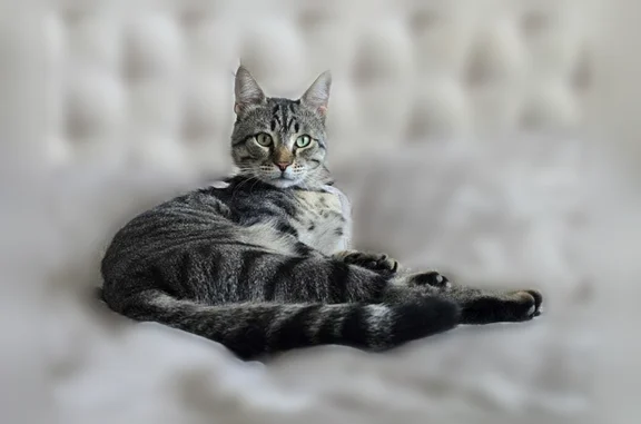 Пропала кошка, Волгодонск — крупный кот, помесь мейн-куна с обычным котом - photo