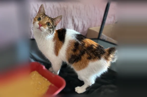 Найдена кошка, Нижний Новгород, фото: Найдена кошка, Нижний Новгород, Гоголя, д. 36А, Нижний Новгород — очень ласковая, скучает