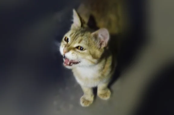 Найдена кошка, Нижний Новгород, фото: Найдена кошка, Нижний Новгород (rf1202797)