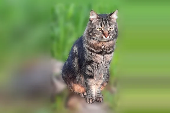 Пропала кошка, Серпухов, Советская, д. 70а — похожа на майкуна - photo