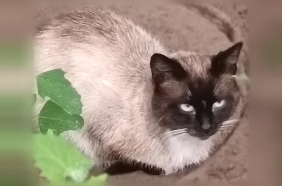 Найдена кошка, Ярославль, фото: Найдена кошка, Ярославль, Доброхотова, Ярославль — тёмные лапы и живот, немного прихрамывает