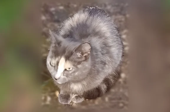 Найдена кошка, Тверь, фото: Найдена кошка, Тверь, Фрунзе, д. 12, Тверь — серого окраса, около 6 месяцев