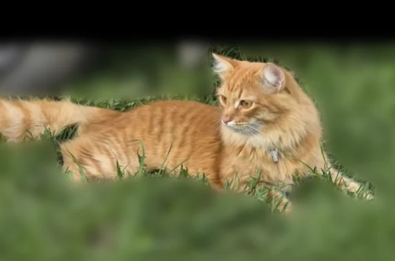 Пропала кошка, Нижний Новгород — рыжий, 6 мес - photo