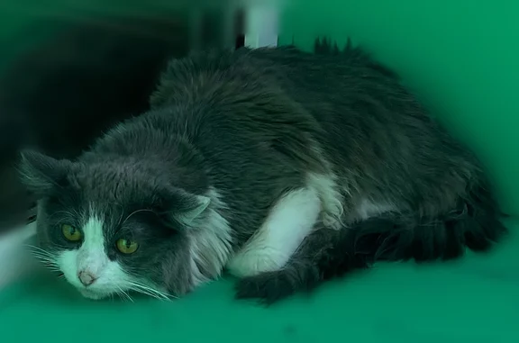 Найдена кошка, Уфа, фото: Найдена кошка, Уфа, Салавата Юлаева, д. 39, Уфа — серая, испуганная