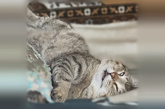Пропала кошка, Лукоянов, 1-й, д. 20, Лукоянов — серый окрас, раненая лапка - photo
