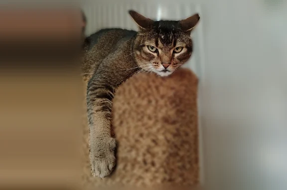 Пропала кошка, Петрозаводск, Шуйское — спокойная, 7 лет - photo