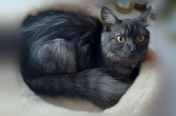 Объявления о пропавших и найденных животных, Серов, фото: Найдена кошка, Серов, Заславского, д. 32 — игривая, ухоженная, пушистый хвост