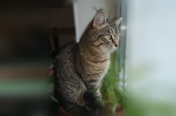 Пропала кошка, Кладбищинский, Нижний Новгород — шпротный окрас, небольшая, с плотной шерстью средней длины - photo