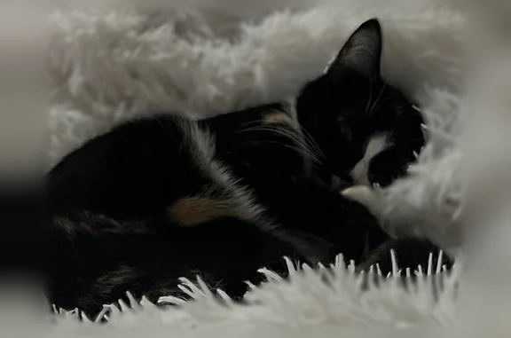 Кошки потеряшки, Печора, фото: Потеряшка кошка, Печора, Печора, Печорский, д. 20/1 — трёхцветная