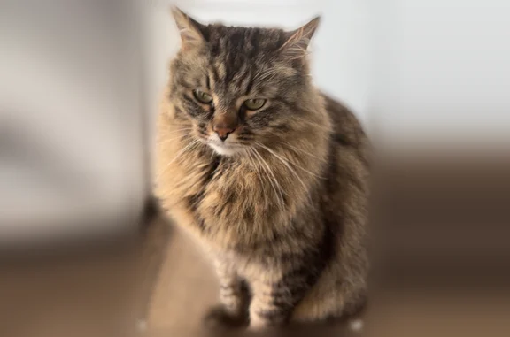 Пропала кошка, Карагандинская, Казань — серый окрас, укороченный хвост - photo