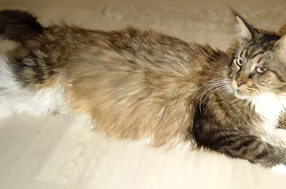 Пропала кошка, Ханты-Мансийск, Патриса Лумумбы, д. 69 — мейкун, 7 лет, полосатая, с белым воротником и лапками - photo