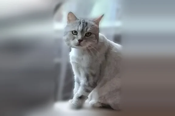 Пропала кошка, Ковров, Еловая, д. 86, Ковров — подстриженная, 13 лет - photo