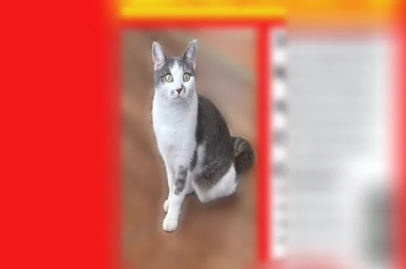 Пропала кошка, Красная Маевка, Кострома - photo