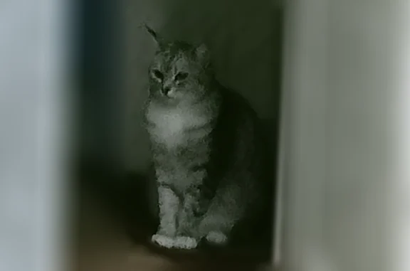 Пропала кошка, Тогучин, Южная, д. 12Е — большие острые ушки - photo