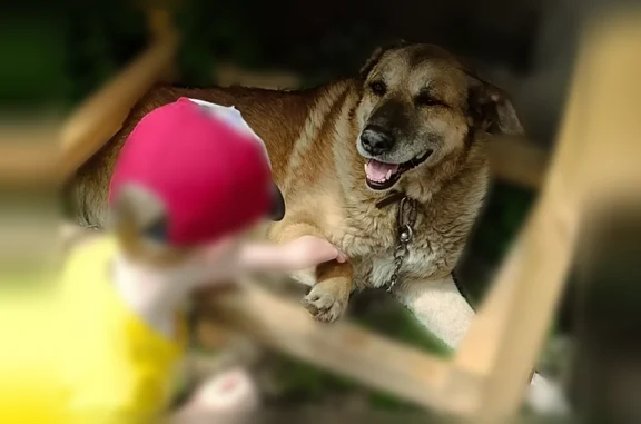 Пропала собака, Нижний Новгород, Чаадаева, Нижний Новгород — Миша, 10 лет, хромает на заднюю лапу - photo
