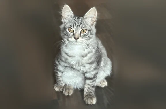 Пропала кошка, Киреевск, 8 Марта, д. 62, Киреевск — коротколапая, зелёные глаза - photo