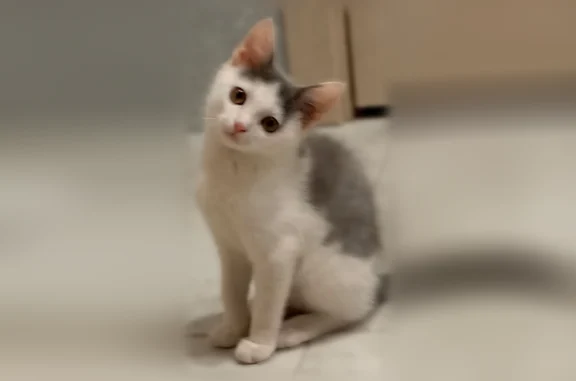 Пропала кошка, Бузулук, Уфимская, д. 130 — 3 месяца, игривый, ласковый - photo