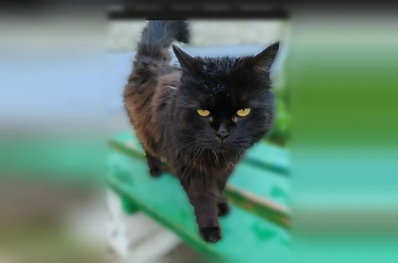 Пропала кошка, Кирово-Чепецк — черная, с белой грудкой - photo