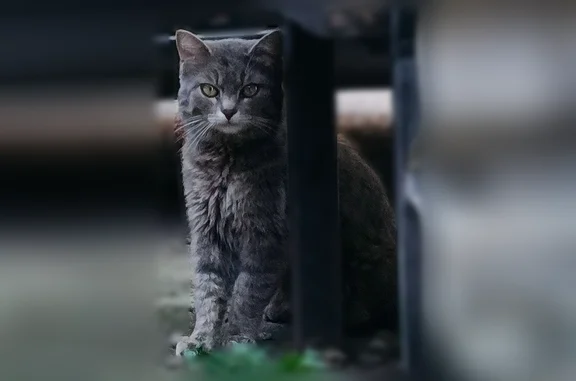 Найдена кошка, Майкоп, Тульская — приходит в гараж, немного пугается - photo