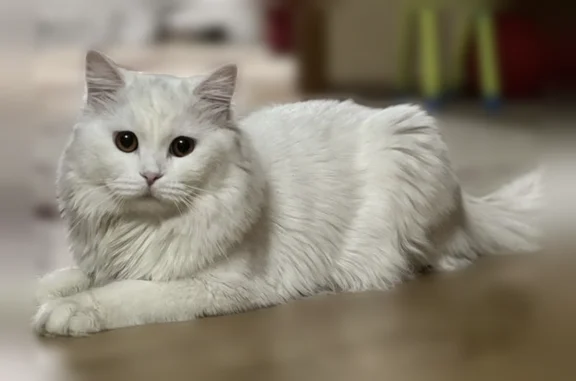 Пропала кошка, Махачкала, Насрутдинова, д. 22А — кличка Пушок - photo