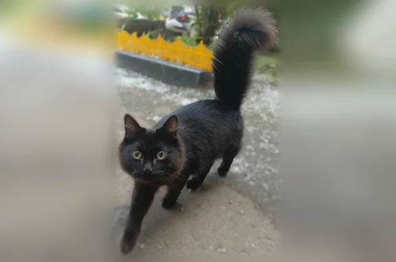 Найдена кошка, Красноярск, фото: Найдена кошка, Комбайностроителей, д. 7, Красноярск — очень пушистая, к лотку приучена