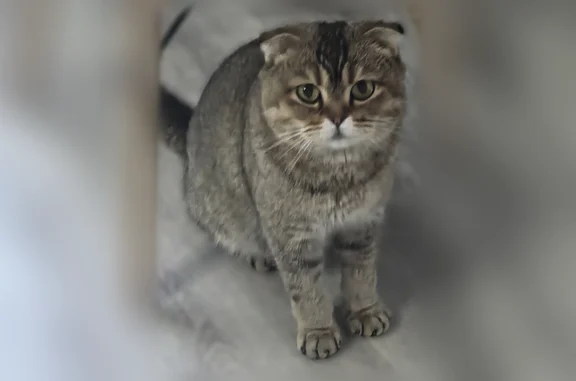 Объявления о пропавших и найденных животных, Воронеж, фото: Найдена кошка, Воронеж, Краснознаменная, д. 107 — шотландская вислоухая девочка