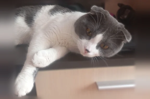 Найдена кошка, Краснодар, фото: Найдена кошка, Краснодар, Черкасская, д. 62а — бело-серый кот с серым пятнышком на носу