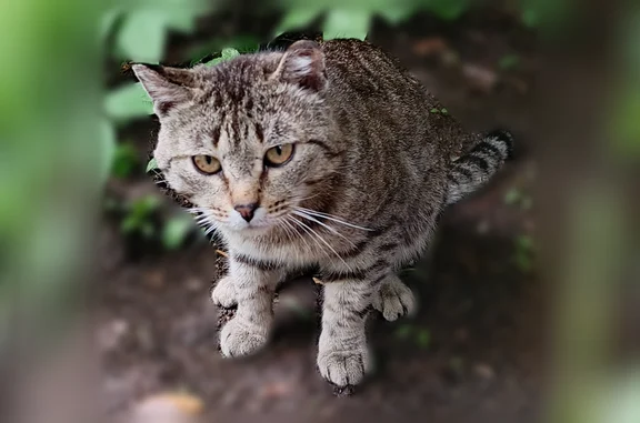 Найдена кошка, Чита, фото: Найдена кошка, Чита — полосатая, уши отморожены, худой котик
