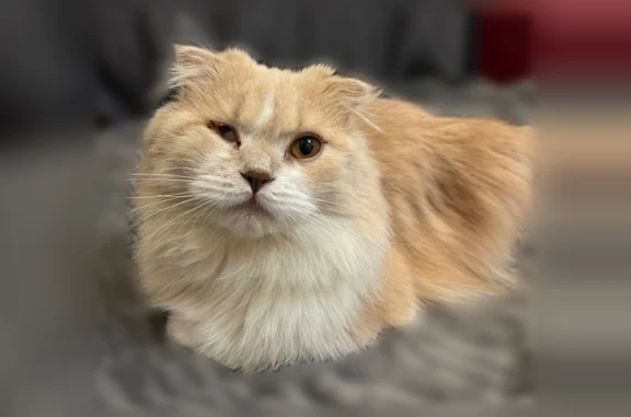 Найдена кошка, Краснодар, фото: Найдена кошка, Краснодар, им. Евгении Жигуленко — кастрирована, один глазик дефектный