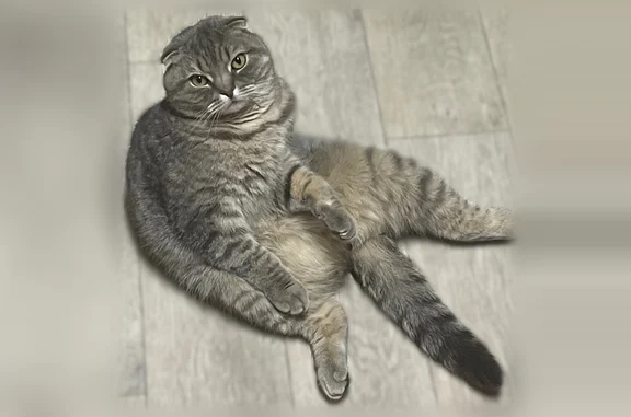 Пропала кошка Мальчик, Сыктывкар (rl1203590) - photo