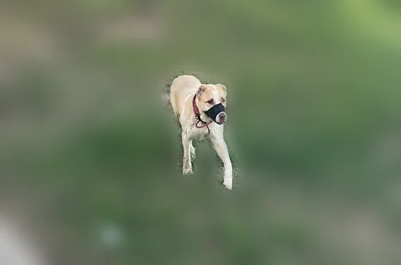 Найдена собака, Москва, фото: Найдена собака, Москва (rf1203598)
