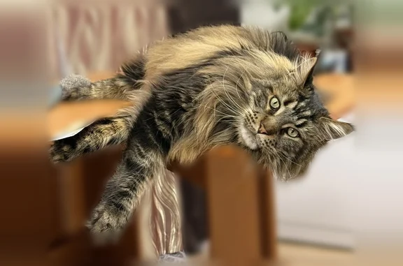 Пропала кошка, Село Юматовского сельхозтехникума, Рубежная — мейн-кун, 10 кг - photo
