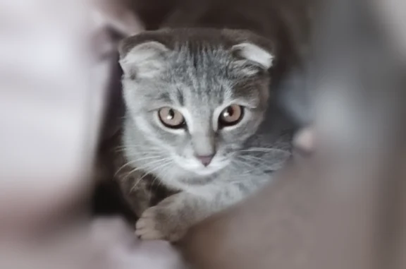 Пропала кошка, им. Гагарина, д. 14Б, Элиста — вислоухая, худая, игривая - photo
